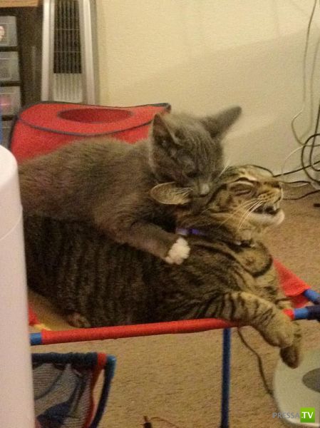 ����� � �������� ��������, ����� 64 (44 ����)