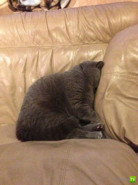 ����� � �������� ��������, ����� 68 (50 ����)