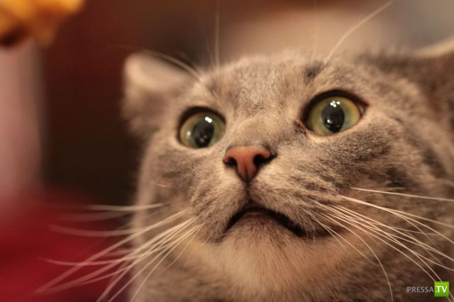 ����� � �������� ��������, ����� 68 (50 ����)