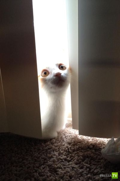 ����� � �������� ��������, ����� 68 (50 ����)