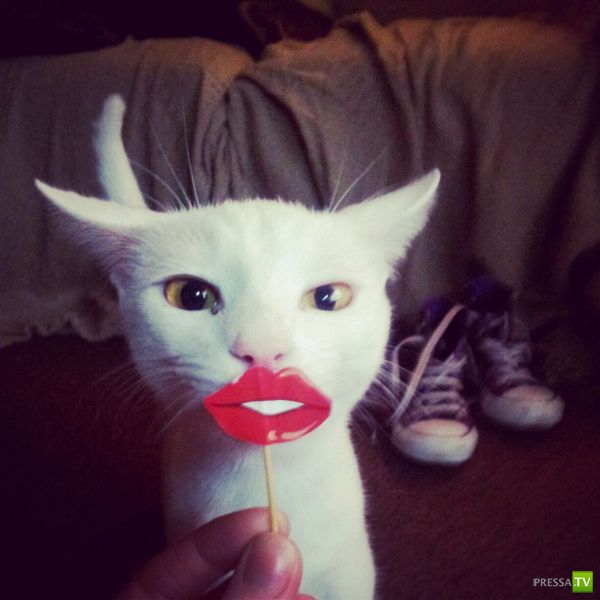 ����� � �������� ��������, ����� 68 (50 ����)