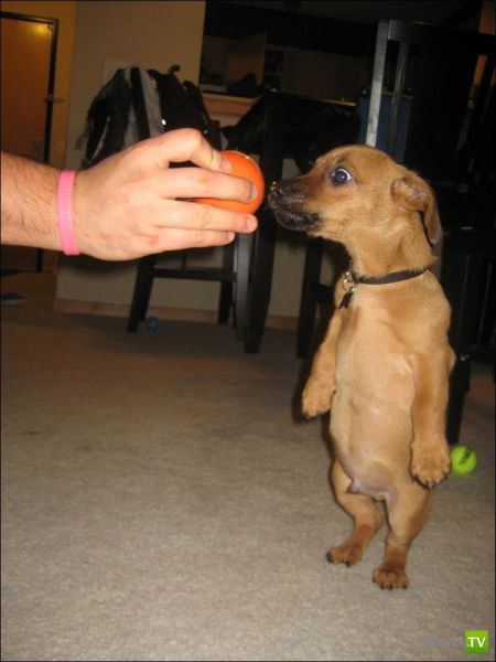 ����� � �������� ��������, ����� 68 (50 ����)