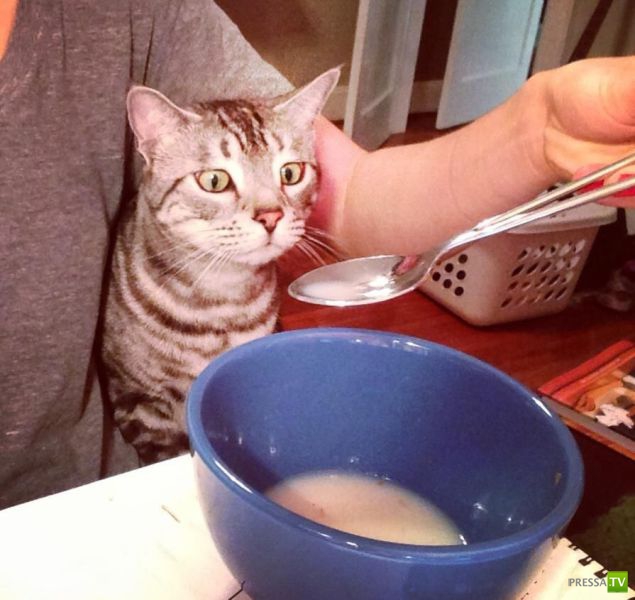 ����� � �������� ��������, ����� 68 (50 ����)