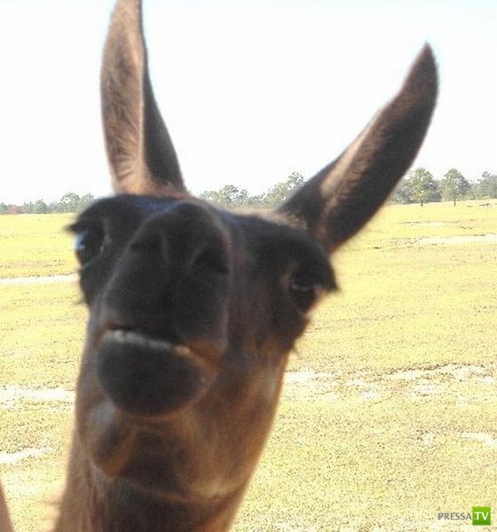 ����� � �������� ��������, ����� 68 (50 ����)