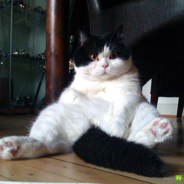 ����� � �������� ��������, ����� 68 (50 ����)