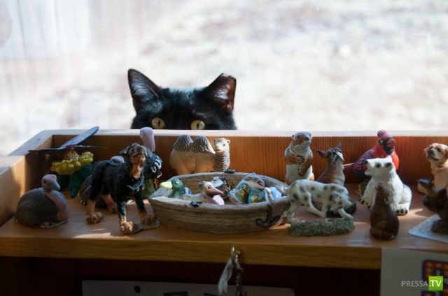 ����� � �������� ��������, ����� 68 (50 ����)