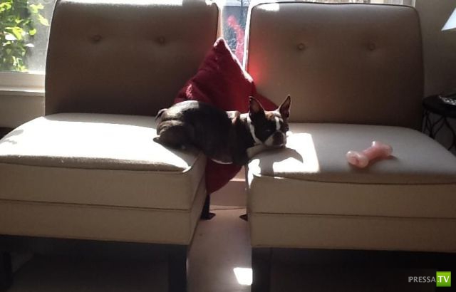 ����� � �������� ��������, ����� 68 (50 ����)