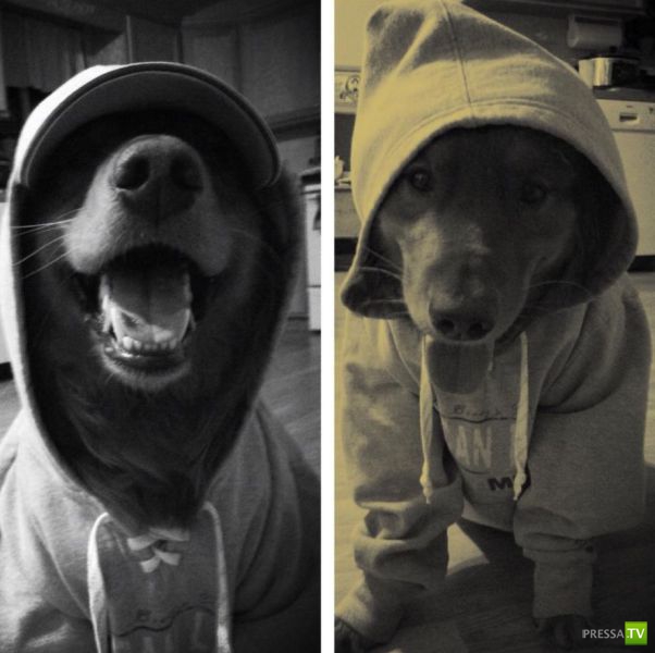 ����� � �������� ��������, ����� 68 (50 ����)