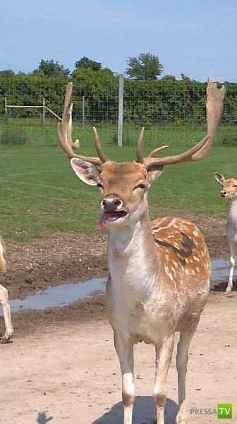 ����� � �������� ��������, ����� 68 (50 ����)