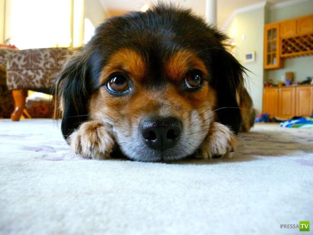 ����� � �������� ��������, ����� 68 (50 ����)