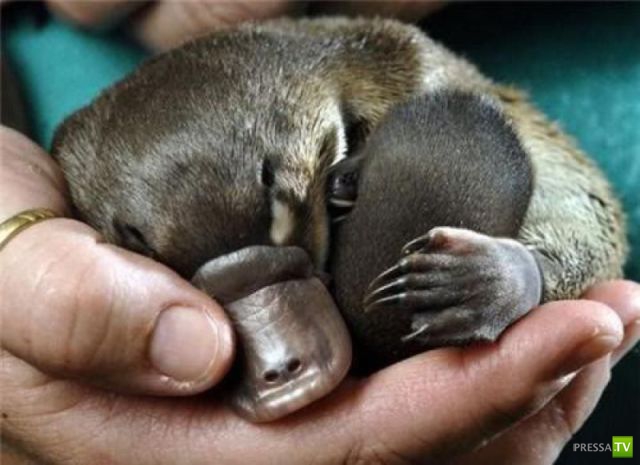 ����� � �������� ��������, ����� 68 (50 ����)