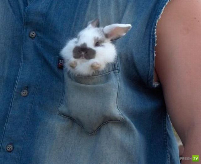 ����� � �������� ��������, ����� 68 (50 ����)