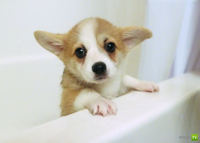 ����� � �������� ��������, ����� 68 (50 ����)