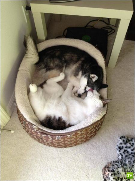 ����� � �������� ��������, ����� 68 (50 ����)