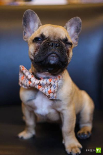 ����� � �������� ��������, ����� 68 (50 ����)