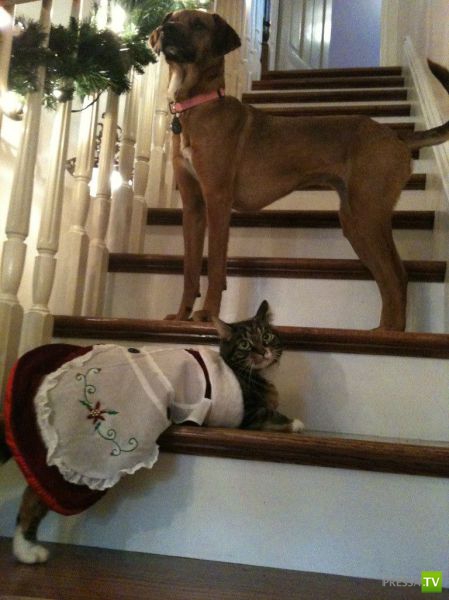 ����� � �������� ��������, ����� 68 (50 ����)