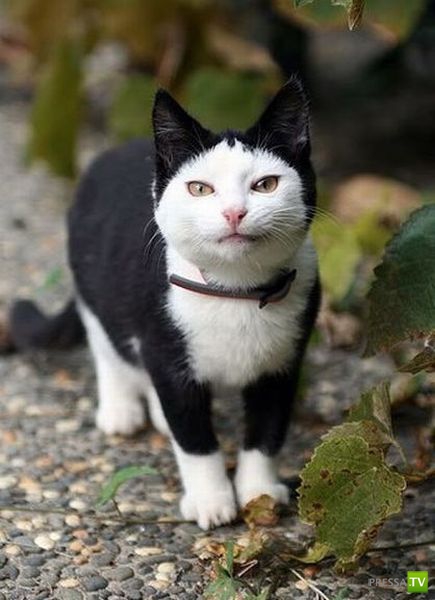 ����� � �������� ��������, ����� 68 (50 ����)