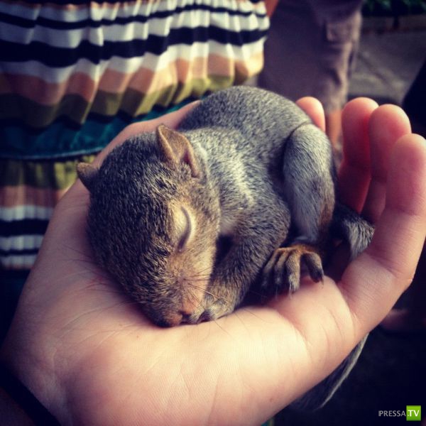 ����� � �������� ��������, ����� 68 (50 ����)