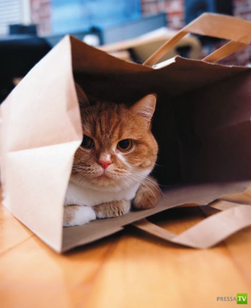 ����� � �������� ��������, ����� 68 (50 ����)