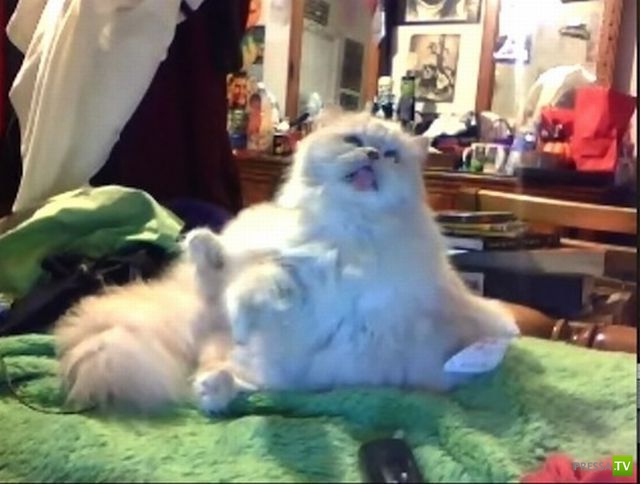 ����� � �������� ��������, ����� 68 (50 ����)