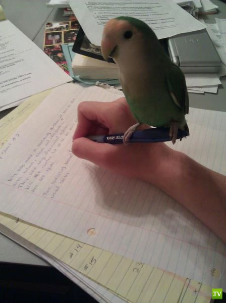 ����� � �������� ��������, ����� 68 (50 ����)