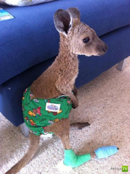 ����� � �������� ��������, ����� 68 (50 ����)