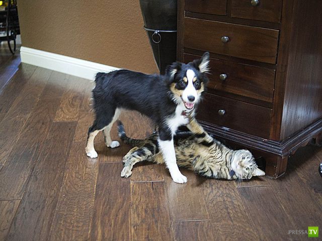 ����� � �������� ��������, ����� 68 (50 ����)