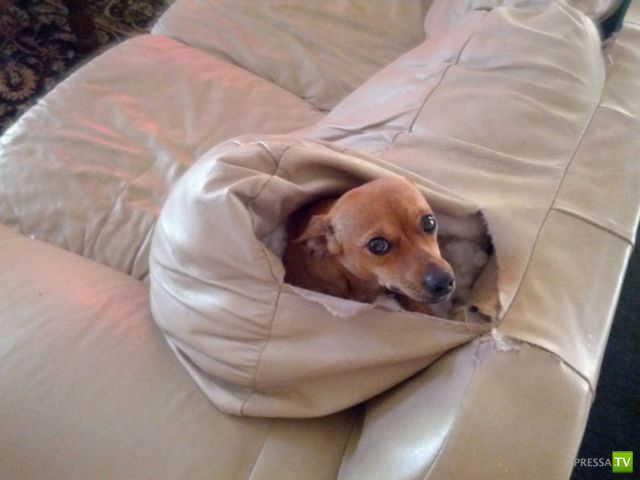 ����� � �������� ��������, ����� 68 (50 ����)