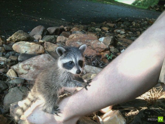 ����� � �������� ��������, ����� 68 (50 ����)