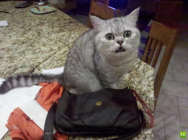 ����� � �������� ��������, ����� 68 (50 ����)