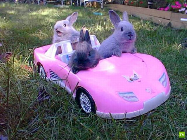 ����� � �������� ��������, ����� 68 (50 ����)