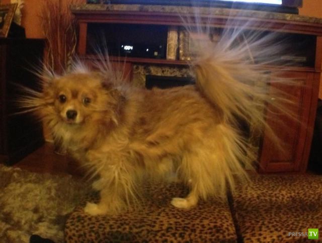 ����� � �������� ��������, ����� 68 (50 ����)