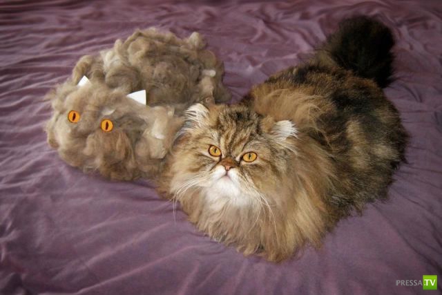 ����� � �������� ��������, ����� 68 (50 ����)