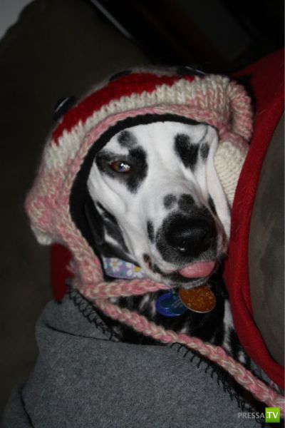 ����� � �������� ��������, ����� 68 (50 ����)