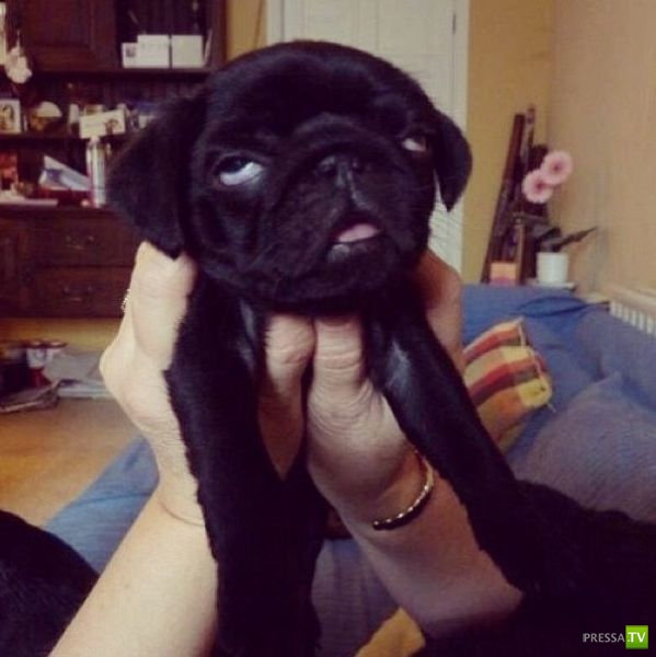 ����� � �������� ��������, ����� 68 (50 ����)