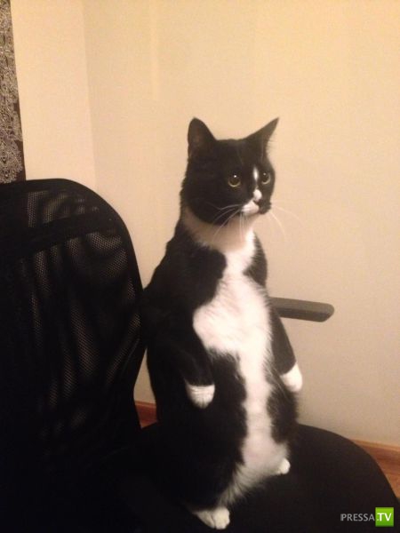 ����� � �������� ��������, ����� 68 (50 ����)