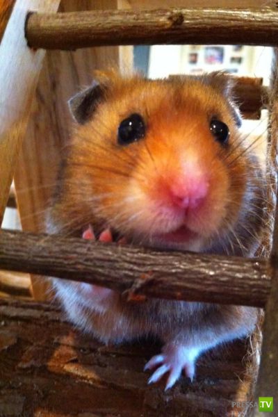 ����� � �������� ��������, ����� 68 (50 ����)