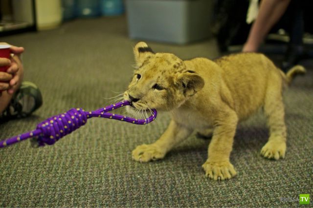 ����� � �������� ��������, ����� 68 (50 ����)