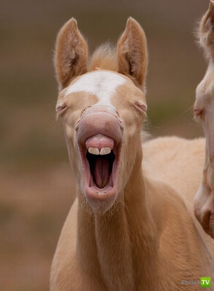 ����� � �������� ��������, ����� 68 (50 ����)