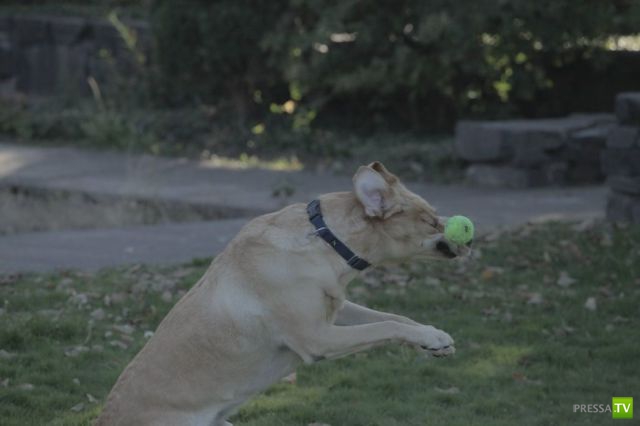 ����� � �������� ��������, ����� 68 (50 ����)