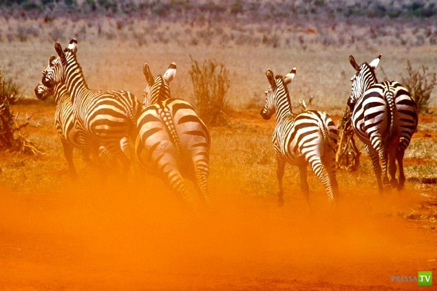 Семья россиян переехала жить в Кению (6 фото) Семья россиян переехала жить в Кению (6 фото)