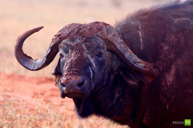 Семья россиян переехала жить в Кению (6 фото) Семья россиян переехала жить в Кению (6 фото)