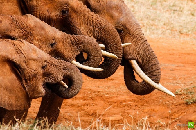 Семья россиян переехала жить в Кению (6 фото) Семья россиян переехала жить в Кению (6 фото)