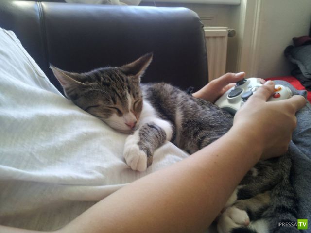 ����� � �������� ��������, ����� 75 (51 ����)