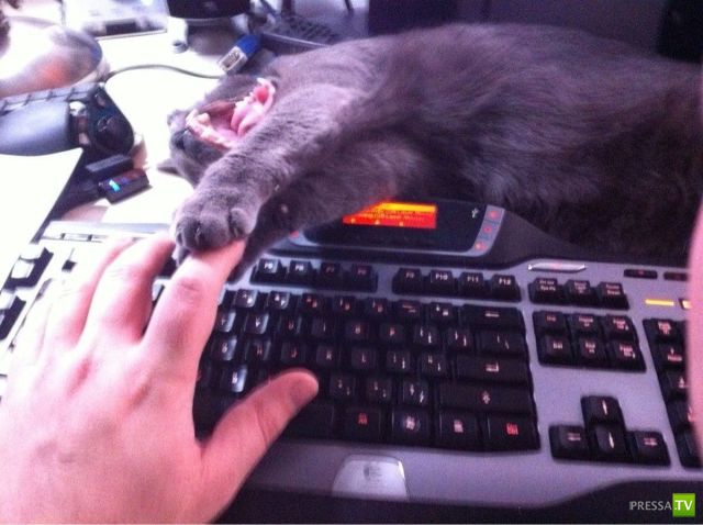 ����� � �������� ��������, ����� 75 (51 ����)