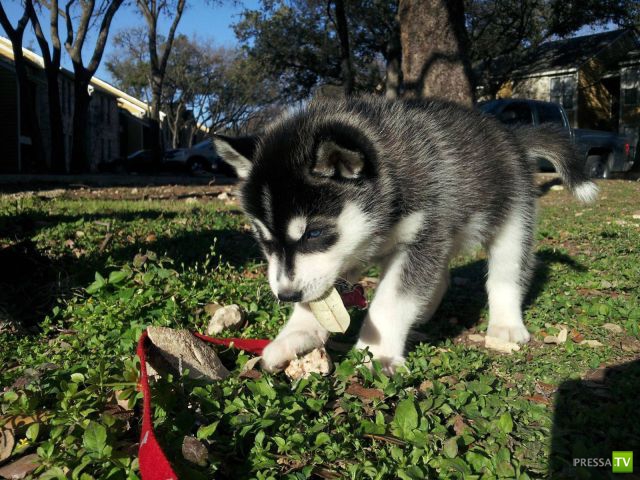 ����� � �������� ��������, ����� 75 (51 ����)