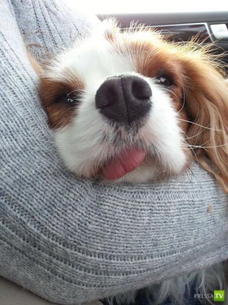 ����� � �������� ��������, ����� 75 (51 ����)