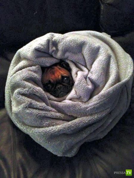 ����� � �������� ��������, ����� 75 (51 ����)