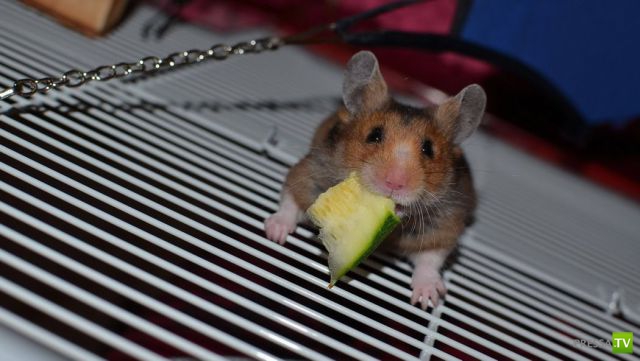 ����� � �������� ��������, ����� 75 (51 ����)