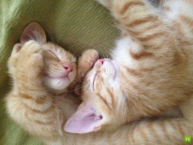 ����� � �������� ��������, ����� 75 (51 ����)